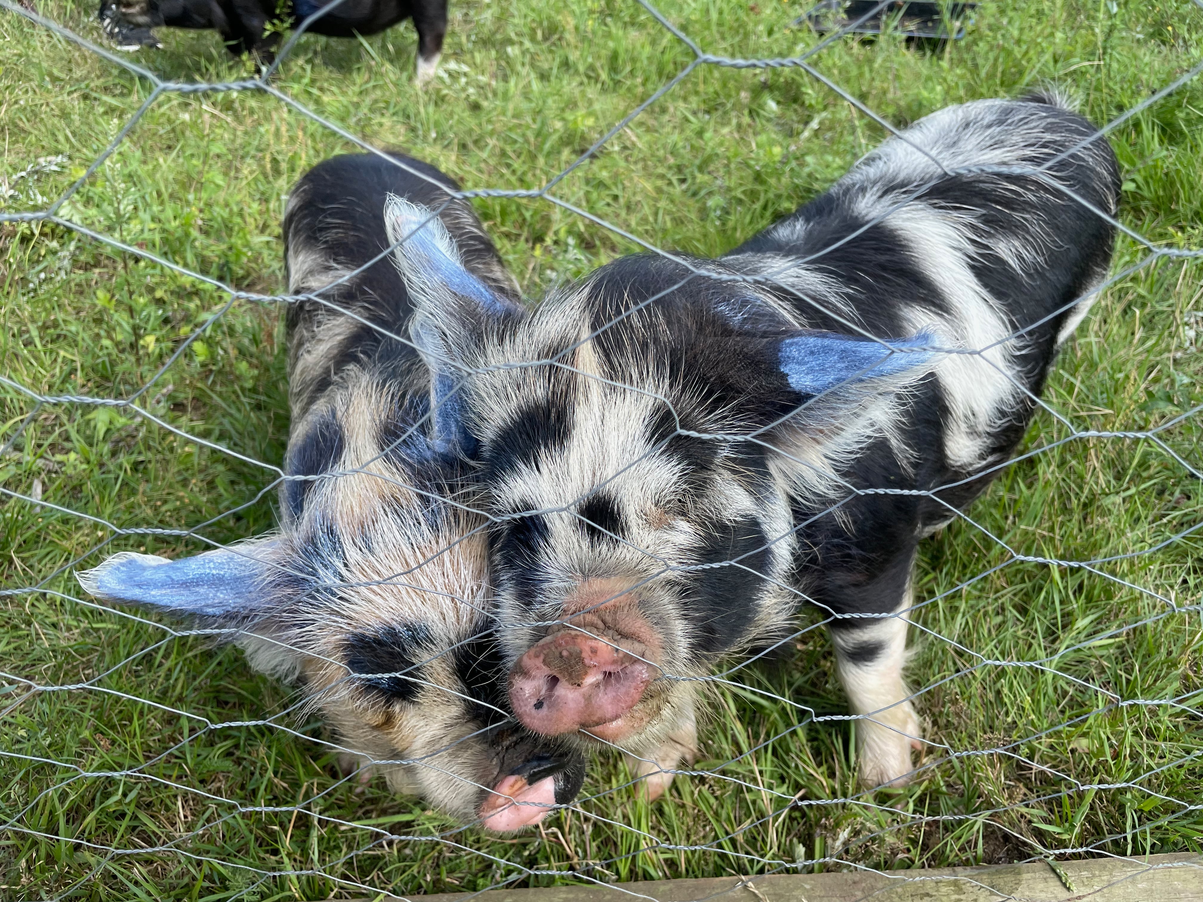 Vi elsker Kunekune - grise